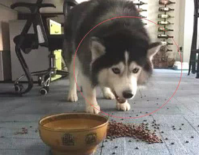 主人踢倒二哈的犬粮，狗狗龇牙大吼，下一秒的行为令人笑喷了