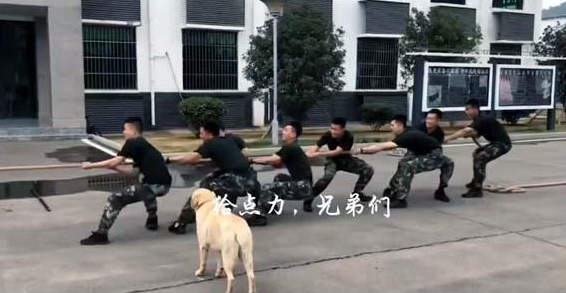兵哥哥在拔河，狗狗也来帮忙，这样的胜利算不算作弊？
