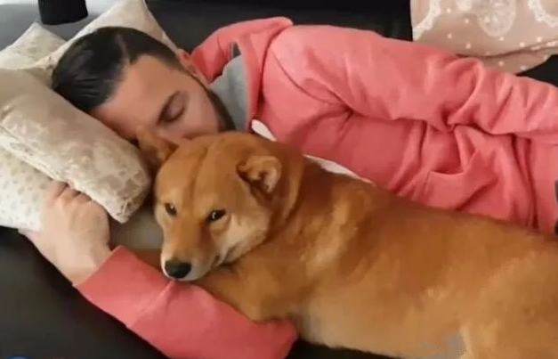 主人刚下班回家，柴犬就变成了“药膏”，狗：一天没抱我了
