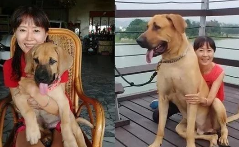 亲戚送来一个古董大牛铃，可狗砸戴上却秒变迷你小铃铛！