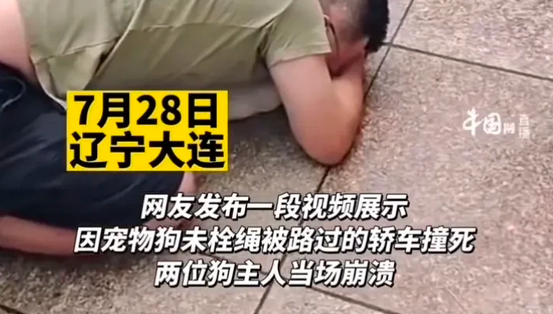 宠物狗未栓绳被车撞死，女主人当场晕倒，男主人跪地用头撞车