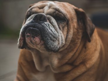 沙皮犬图片