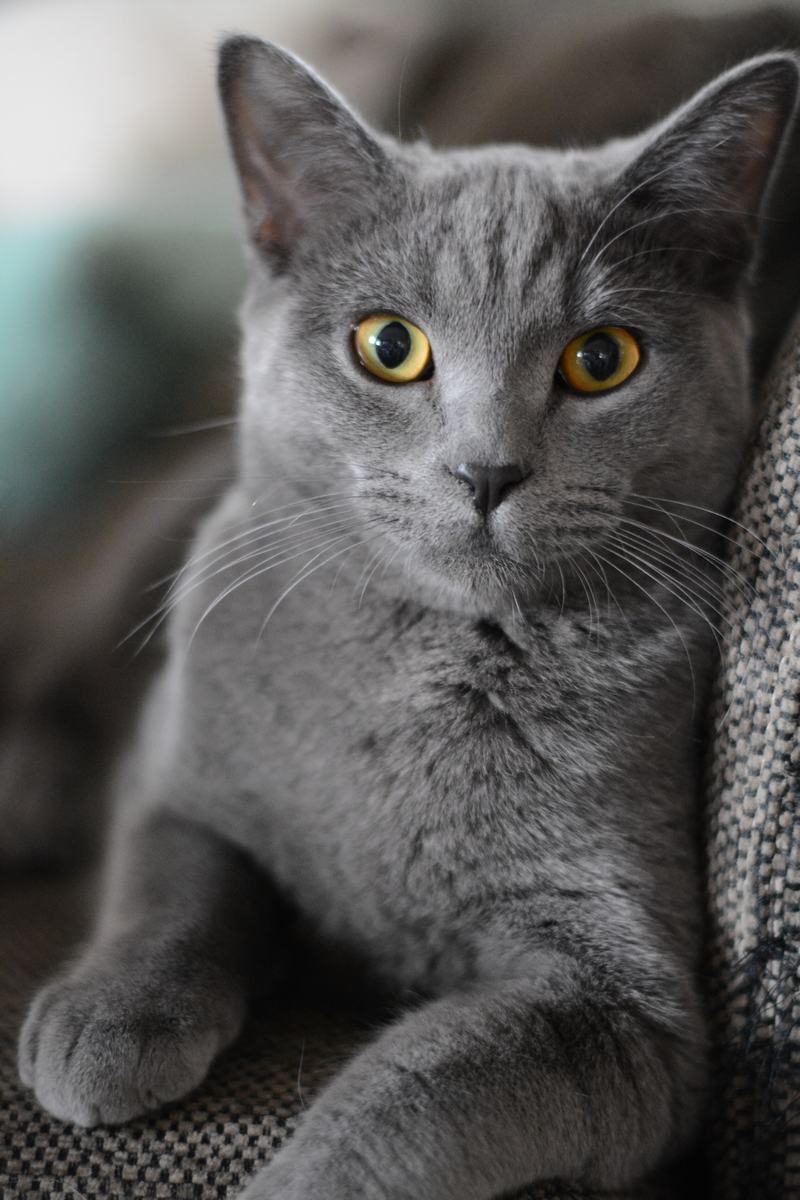 维希拉猎犬品种介绍，维滋拉猎犬