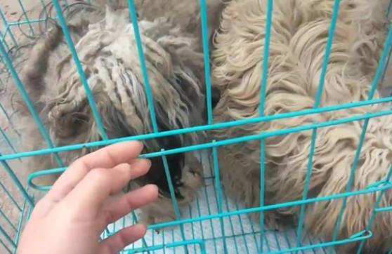 不仅对它们不管不顾，狗主还把泰迪卖狗肉馆
