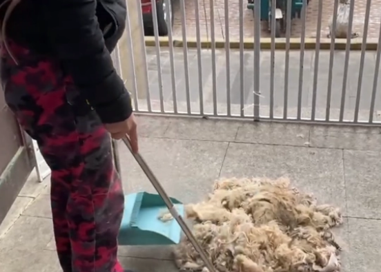 不仅对它们不管不顾，狗主还把泰迪卖狗肉馆