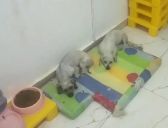 不仅对它们不管不顾，狗主还把泰迪卖狗肉馆