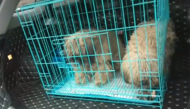 不仅对它们不管不顾，狗主还把泰迪卖狗肉馆