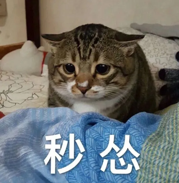 猫咪不爱喝水怎么办?14 个骗猫喝水小技巧