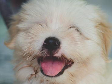 可爱西施犬图片