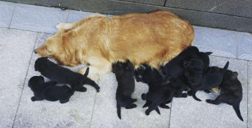 原本亲密无间的二只金毛，在母犬产下小黑狗以后，完全闹僵了