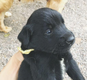 原本亲密无间的二只金毛，在母犬产下小黑狗以后，完全闹僵了