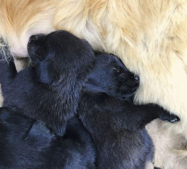 原本亲密无间的二只金毛，在母犬产下小黑狗以后，完全闹僵了