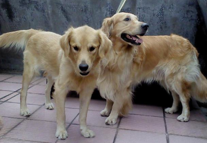 原本亲密无间的二只金毛，在母犬产下小黑狗以后，完全闹僵了