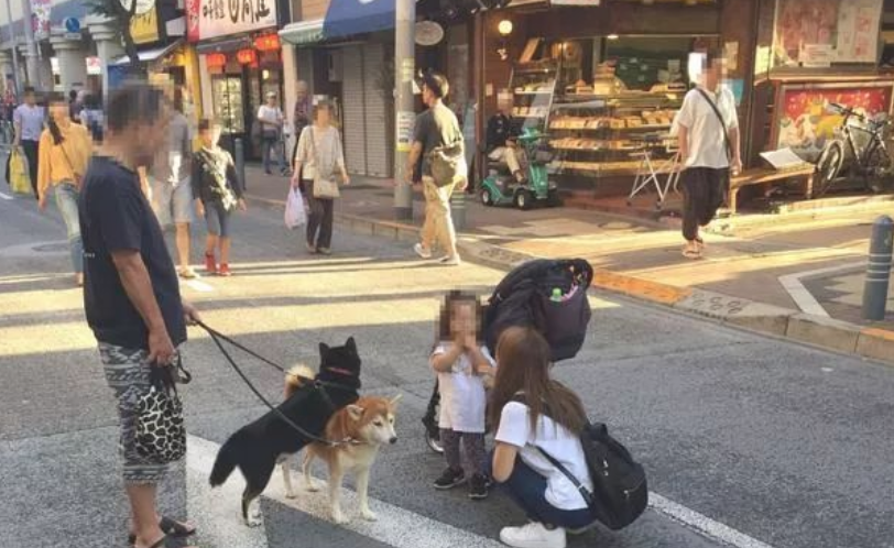主人家养了二只柴犬，带他们外出溜达，結果溜达姿态遭看热闹