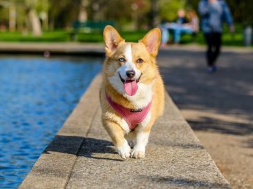 小型宠物犬柯基犬图片