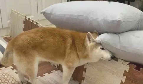 16岁柴犬失智，去到每一角落里都会各种各样卡……大哭求助！