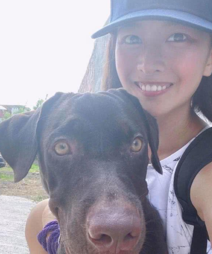 拉布拉多犬咬家具被丢弃,狗狗到新家后又咬充电线,结果再次被弃养