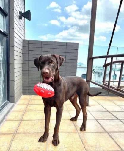 拉布拉多犬咬家具被丢弃,狗狗到新家后又咬充电线,结果再次被弃养
