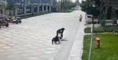 禁养犬名单为何各地不统一？