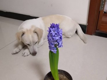花美汪星人更美，祝闻闻们狗年旺！旺！旺！