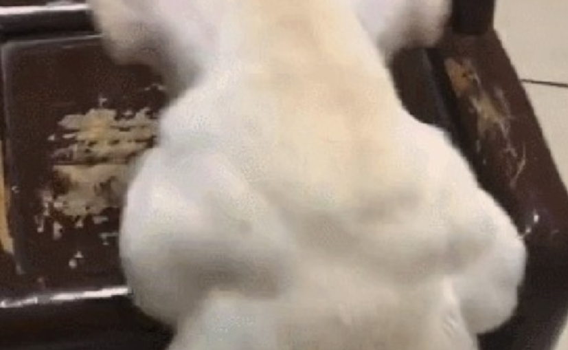 狗狗长了一身“史泰龙”级肌肉,爱运动健身人点评:极致的倒三角身材!