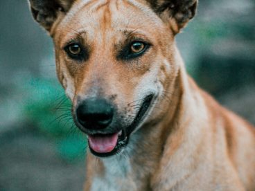 家养宠物猎犬图片