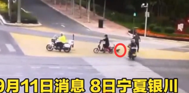 宠物狗未栓绳上马路，摩托骑手碾压后扬长而去：爱找谁赔找谁赔