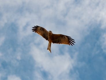 高空展翅飞翔黑耳鸢图片