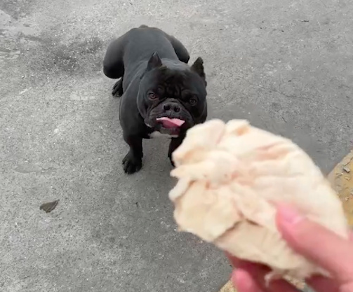 主人扔鸡肉给狗，正好扔在了它的身下，它却半天没找到