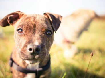 比特犬狗狗图片