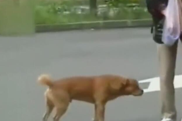 狗狗公交车站等主人一年，每日闻味道找主人，忠犬令人泪崩！