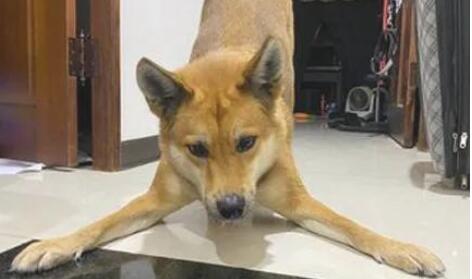 狗狗12点晚上不睡觉爽玩出轨，主人一看傻眼了