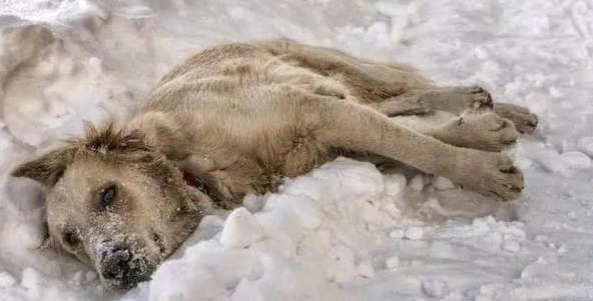 流浪狗妈妈零下20度被冻死在雪地,用身体温暖怀中7只幼崽!