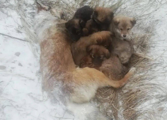 流浪狗妈妈零下20度被冻死在雪地,用身体温暖怀中7只幼崽!