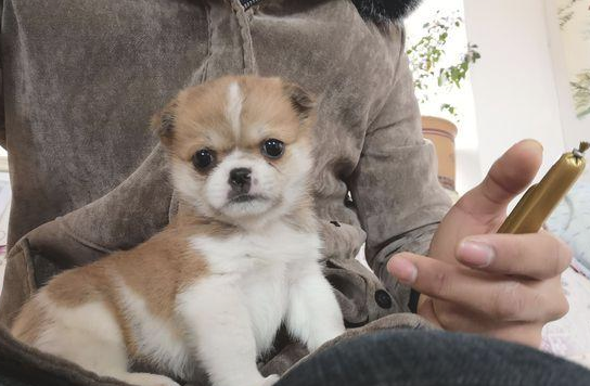 流浪小奶狗被主人丢走在路上，看着主人离开，小宝贝站起就追