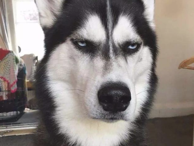 哈士奇住宅小区很是猖狂，直至道上遇到“高加索犬”，接下去一幕脸丢变大