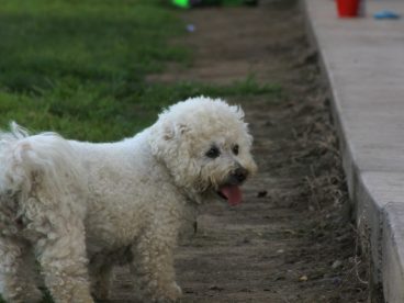 迷你比熊犬图片