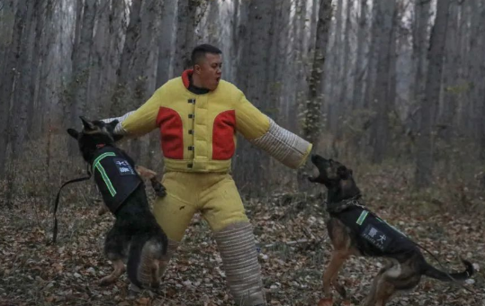 又飒又勇！野外拉练促实战 警犬特警练兵忙