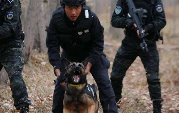 又飒又勇！野外拉练促实战 警犬特警练兵忙