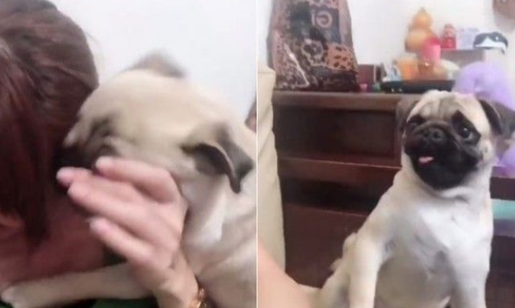 爱撒娇爱耍帅的公犬闪电 看见美女狂讨亲亲
