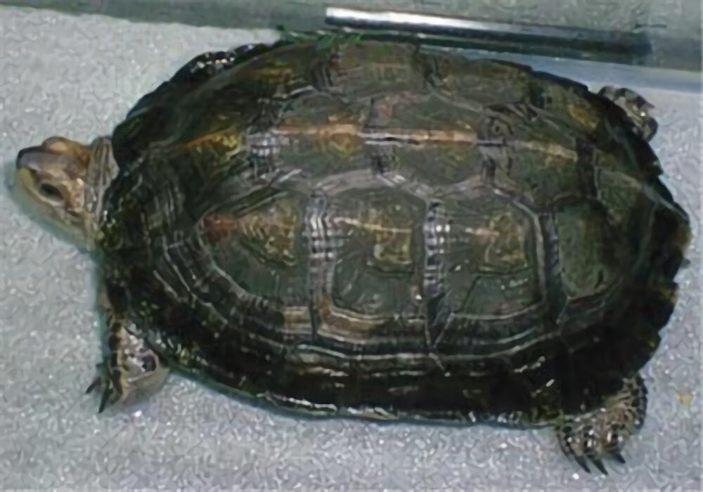缅甸黑山龟身份信息