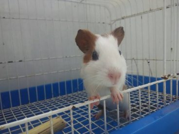 荷兰猪小弟弟