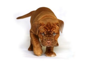 高清斗牛犬图片