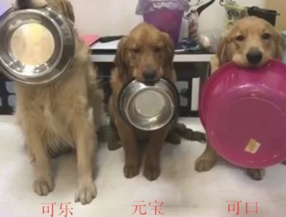 三只狗狗排列成队用餐，叼的碗一个比一个大，最后一个过分了