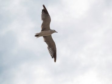 高空自由翱翔的海鸥图片