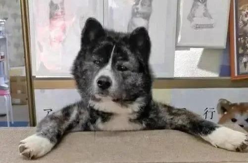 80斤柴犬喜欢熊抱，日本小姐姐险些被压伤