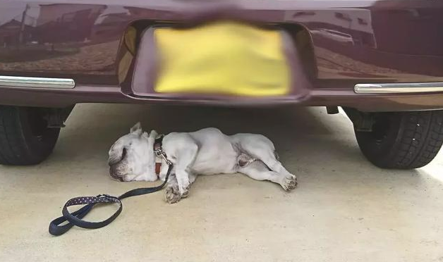 怎样喊醒一只喝酒头晕昏迷不醒的斗牛犬？在我底盘躺了2个钟头了？