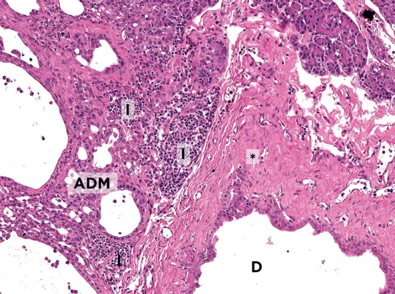 猫咪胰腺炎知识百科:识别、预防与管理策略