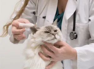 猫咪胰腺炎知识百科:识别、预防与管理策略