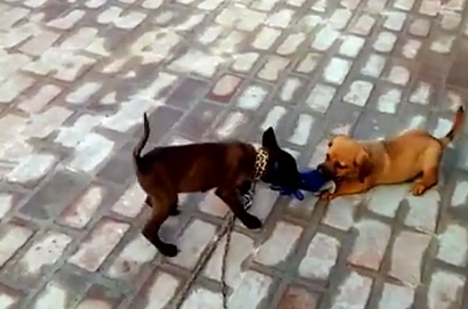 仿冒金毛和伪马犬抢食，马犬一前爪将食盆干倒，还要上来揍金毛…
